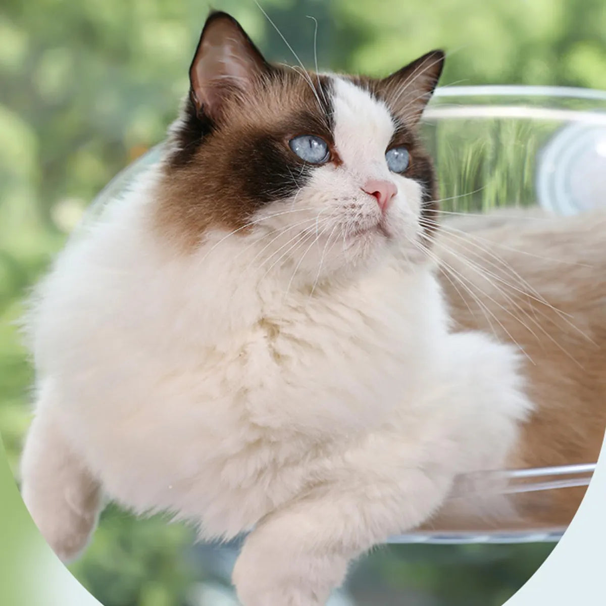 Cat Suspended Bed