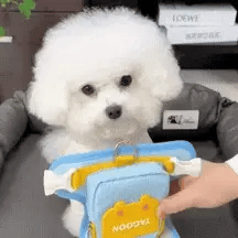 GIF