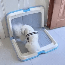 GIF